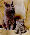Chartreux.jpg (47723 octets)