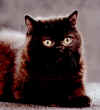 Exoticshorthair.jpg (12215 octets)