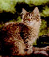 Mainecoon.jpg (19682 octets)